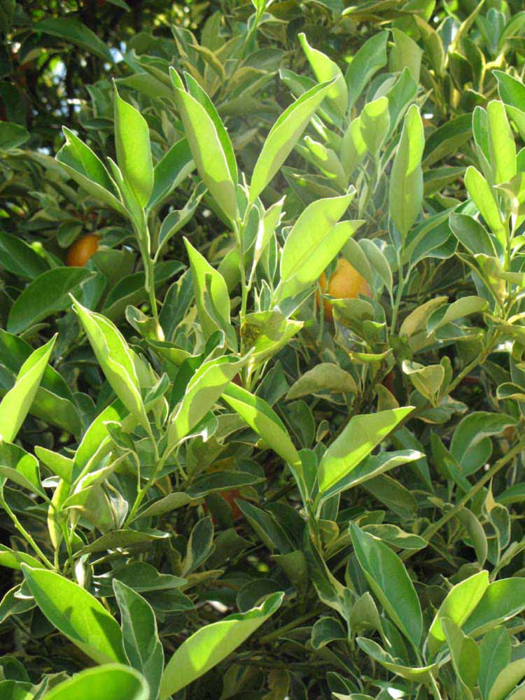              Sun leaves (Winter Haven, FL)       